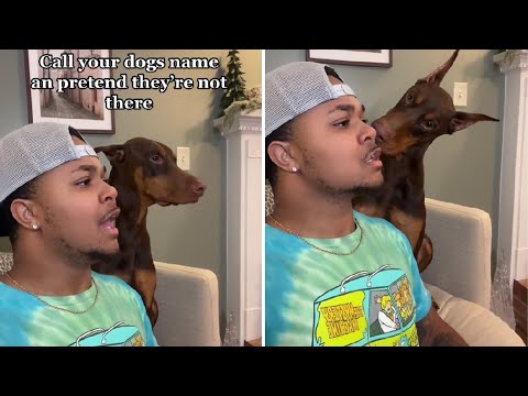Videó: Kérdezd meg egy kutyavezetőt - hagyd, hogy a kutyám nézzen?