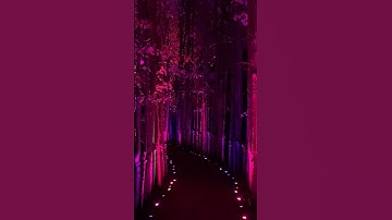 Maple Allee export 110222 04