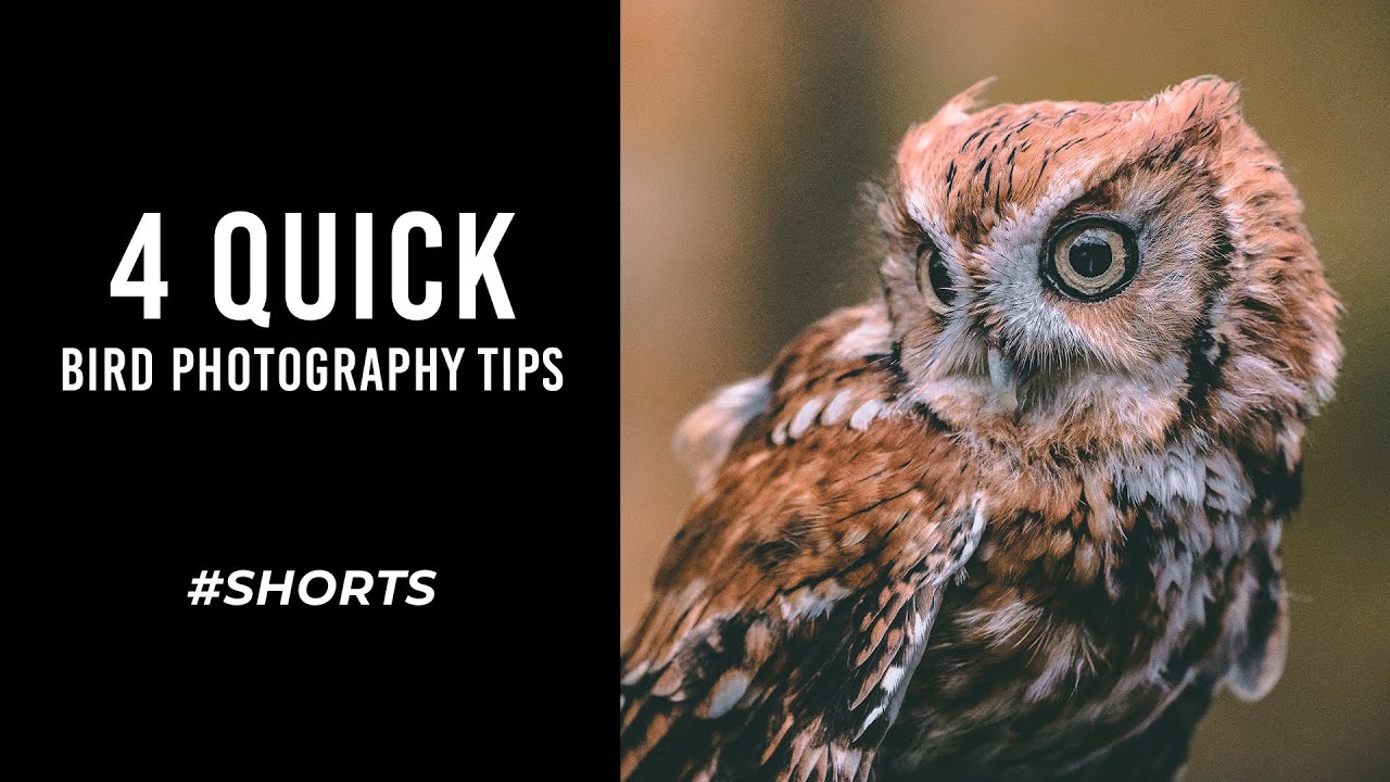 4 Quick Bird Photography Tips for Beginners