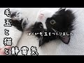 【レビュー】毛玉と猫と静電気～ブラッシングトリートメントを使ってみました～