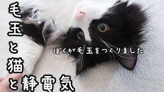 【レビュー】毛玉と猫と静電気～ブラッシングトリートメントを使ってみました～