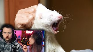 видео: Почему Они Становятся Беспомощными, Если Схватить Их Здесь | РЕАКЦИЯ на WATOP картинка: Почему Они Становятся Беспомощными, Если Схватить Их Здесь | РЕАКЦИЯ на WATOP