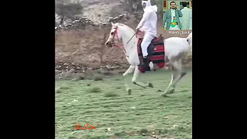 ما ز لت غ ـر ا في هواك شقي ا الحب العذري العشق العذري الفروسية شعر غزل نجيب صالح 
