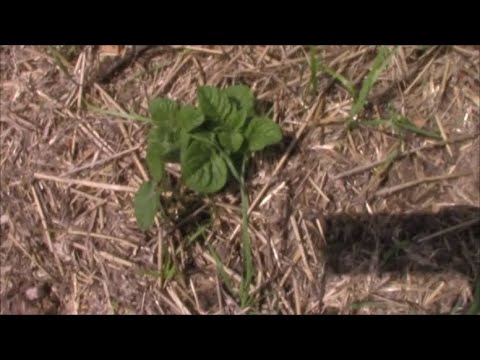 Signs of Life in my WestMan Garden