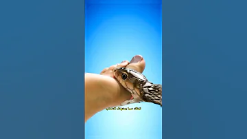 ماذا يحدث عندما تلدغك أفعى معلومات وخطيرة عن سم الأفاعي تأثيرته المميتة سم الأفاعي 