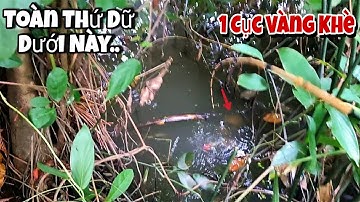 Tập 58 - Săn Cá Rô Lớn Mùa Nước Nổi, Trúng Khu Cá Lớn Rồi..Hàng Khủng Đã Lộ Diện | Câu Cá Rô Đồng