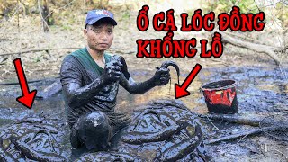 Ổ Cá Lóc Mắc Cạn Mùa Khô