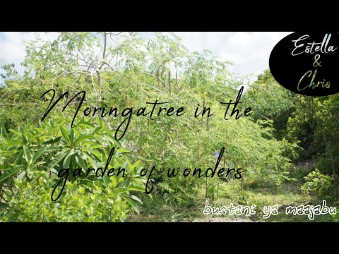 Bustani Ya Maajabu The Moringa Tree In The Garden Of Wonders 
