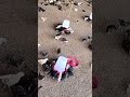 sonali birds feeding ☺️☺️