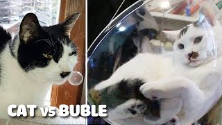 Cat vs Bubble | Bubble Fun with My Talking Tom |  Funny Cat Reaction Video by Kittens Meowing 1,356 views 3 years ago 2 minutes, 50 seconds