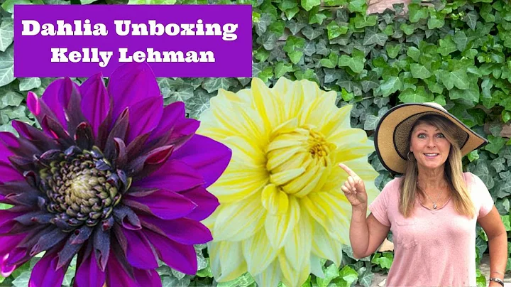 Dahlia Unboxing - Kelly Lehman
