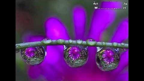 محمد اللحيدان : سورة سبآ من  ٤٦ - ٥٤