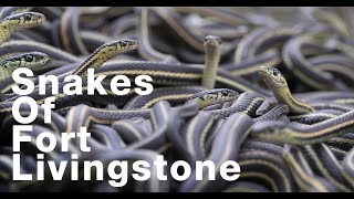 30,000 Snakes of Fort Livingstone