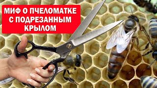 Миф, страхи и реальность о пчеломатке с подрезанным крылом.