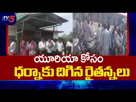 Farmers Protest Over Urea Shortage in Telangana | TV5 News - TV5NEWS