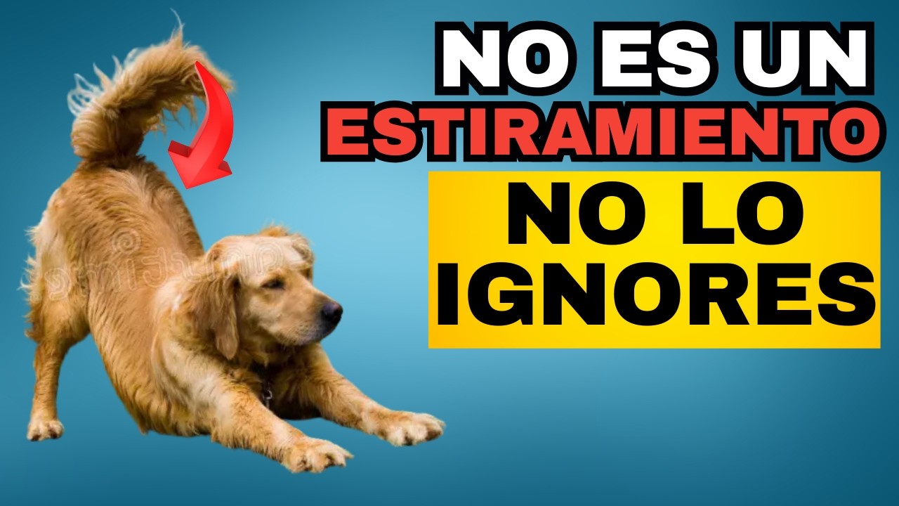 Si tu PERRO se ESTIRA CUANDO TE VE…🐶💚 (Esto es lo que Realmente Significa)