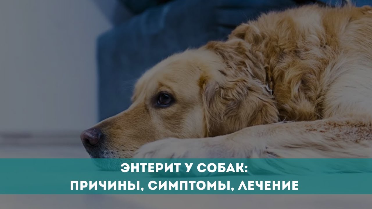 геморрагический энтерит у собак