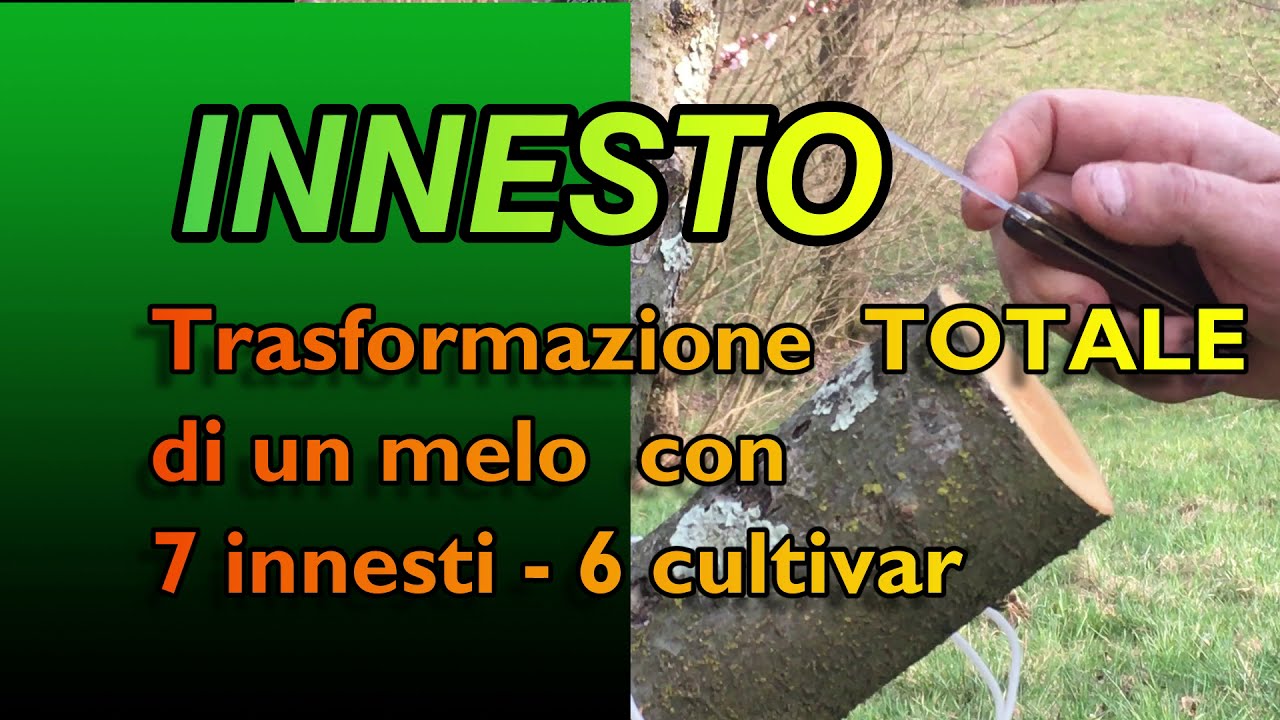 INNESTO TOTALE di un MELO