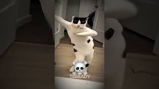 The Best Cat Dancing