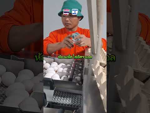 #แรงงานไทยในอิสราเอล #แรงงานในต่างแดน #ที่นี่อิสราเอล #ฟาร์มไก่ไข่