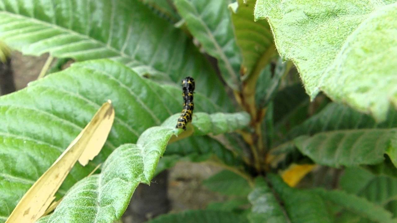 尺取り虫が成虫になるまで 尺取虫 シャクトリムシを駆除する方法も