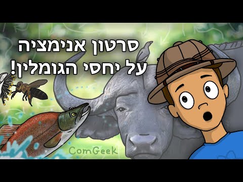 וִידֵאוֹ: מהם המאפיינים של מערכת אקולוגית?