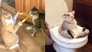 Funniest Animals 😄 New Funny Cats and Dogs Videos 2024 😹🐶 #288 by Pets Viewers 309 views 4 days ago 8 minutes, 37 seconds