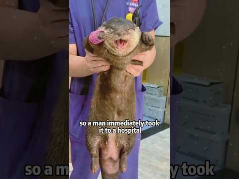 Otter #shortvideo #animals #adoptstrays #funnyanimals #cute #cat #shortsvideo #shorts