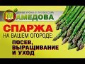 СПАРЖА на вашем огороде: ПОСЕВ, ВЫРАЩИВАНИЕ и УХОД