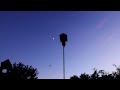 Bats at George W. Touhy Park, Sanford Florida Bats at George W. Touhy Park, Sanford Florida