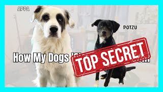 Secrets Revealed: How My Dogs 'Cleaned' My Room | Hilarious BehindtheScenes!