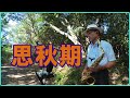 テナーサックスで唄う「思秋期」 #懐かしいメロディ #思秋期 #岩崎宏美