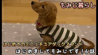 はじめてのミニュチュアダックスフンド  もみじ暮らし 6話