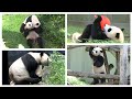 Super cute play bout with Mei &amp; Qi Ji!💥🐾 Papa Tian bobs for apple🐼💕🍎