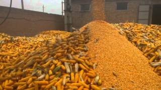 2015 year large corn sheller