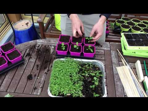 Video: Taimien Koristekasvien Kylvökalenteri. Milloin Kukan Taimet Istutetaan? Taulukot Kuukausittain