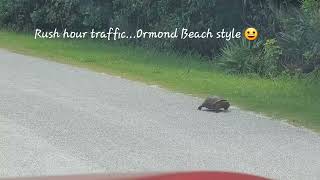 Gopher Tortoise Traffic Jam