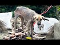 Little dog was found on the bridge  she was tied to a pole with a plastic rope around her neck