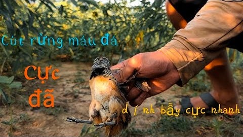 Bẫy chim cút rừng cực dễ, lụp cút siêu nhạy.|| Sài Tiến Vlog.