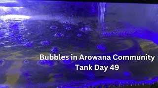 Bubbles In Arowana Community Tank Day #49