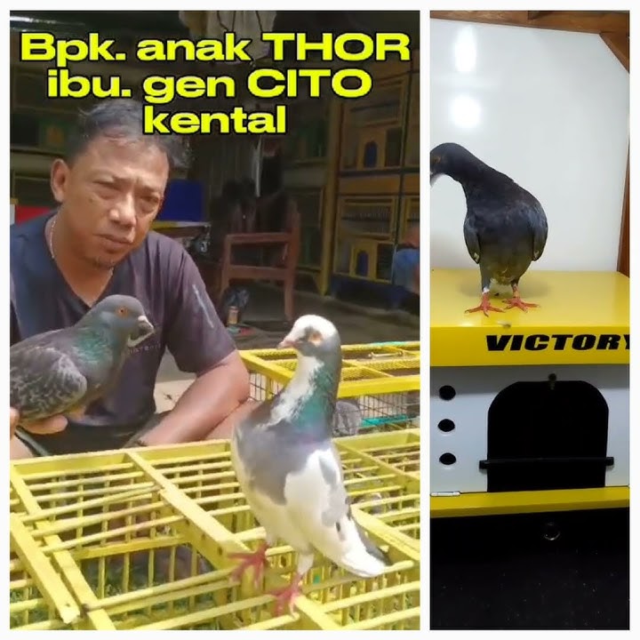 Anak Thor X Gen Cito #merpatikolong