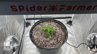Indoor grow 2023: All Gas OG using  Spider Farmer G-3000