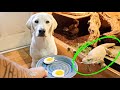 Labrador Puppy and Monitor Lizard Review Food | UNLIKELY ANIMAL FRIENDSHIP!!