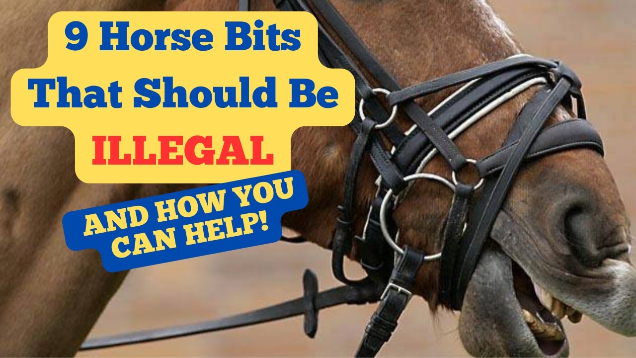 Cruel Horse Bits That Should Be Banned