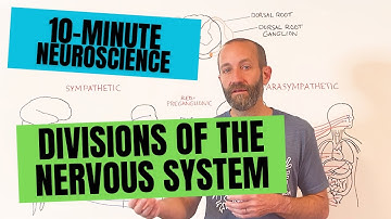 10-Minute Neuroscience: Divisions of the Nervous System