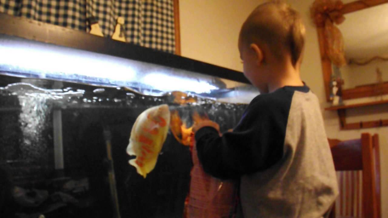 fishes eat poop YouTube