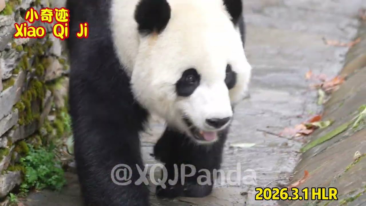 Xiao Qi Ji😘🌹2026.3.1 HLR🌹