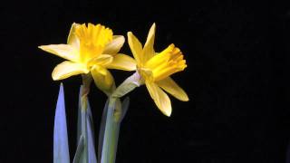 daffodils flowering time lapse