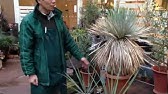 ユッカ デスメティアナの育て方 日常管理 Youtube ユッカ デスメティアナの育て方 日常管理 Youtube