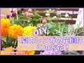 【ガーデニング】庭づくり　夏の花壇　DIYレンガのミニ花壇には○のお花だけ　植え替え　狭くてもおしゃれをめざすお庭　かわいいおすすめの夏のお花　初心者さん　YouTube gardening Idea